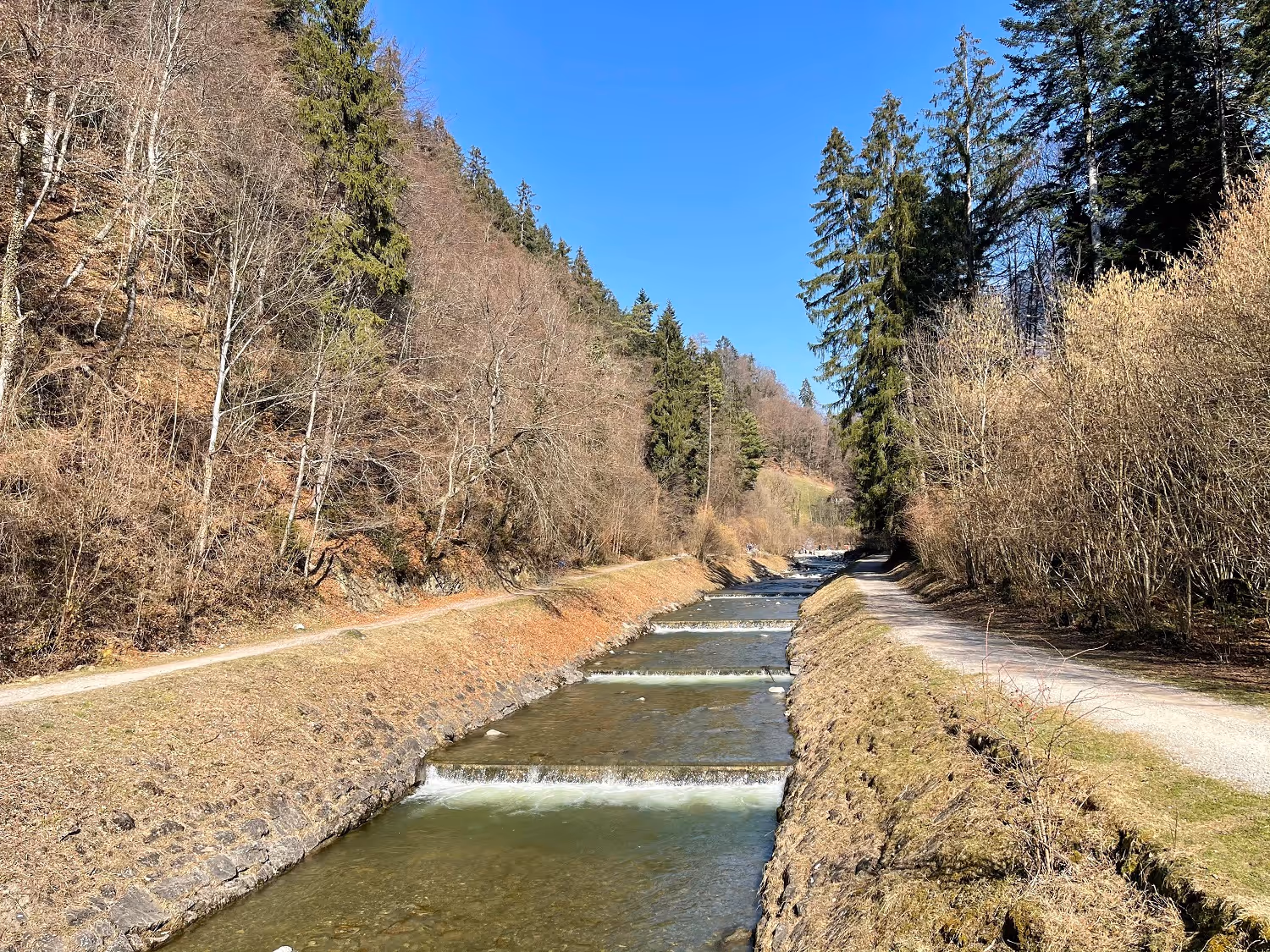 Rivière entourée d'arbres