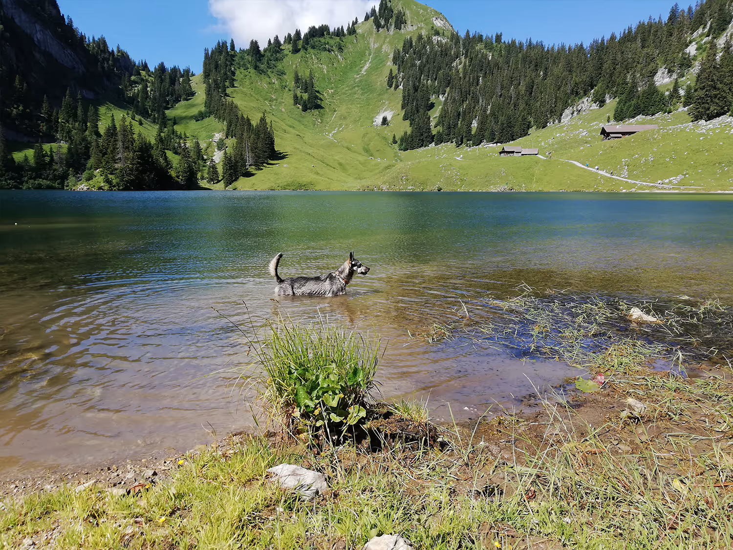 Hund im Wasser