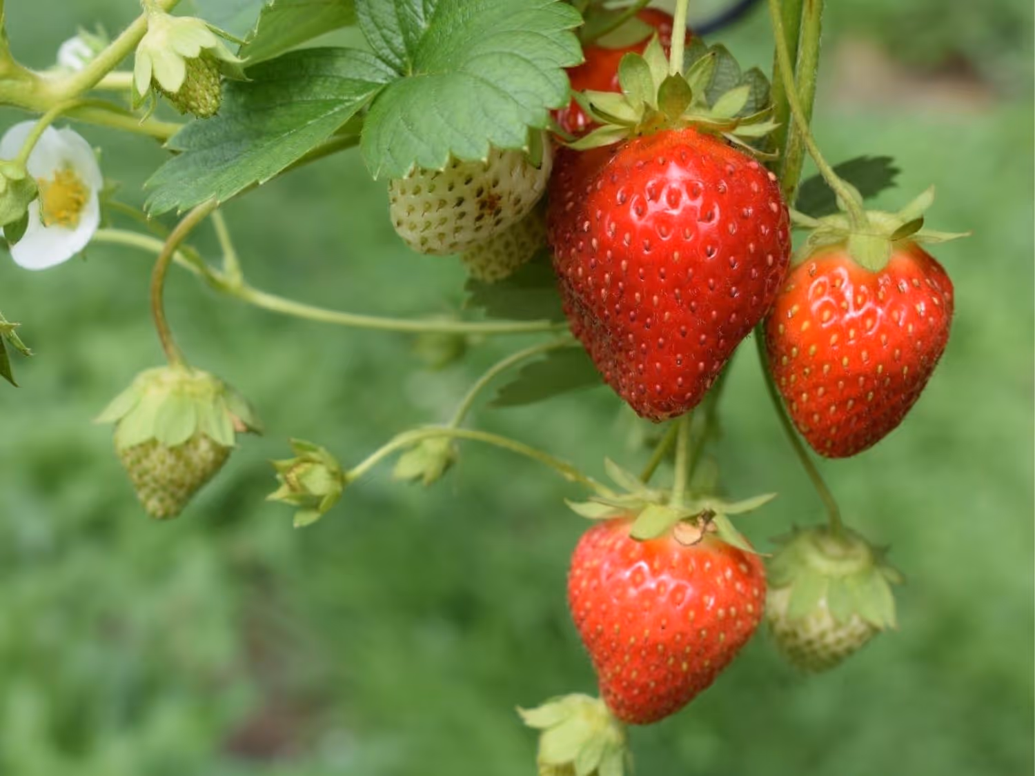 Fraises dans un champ