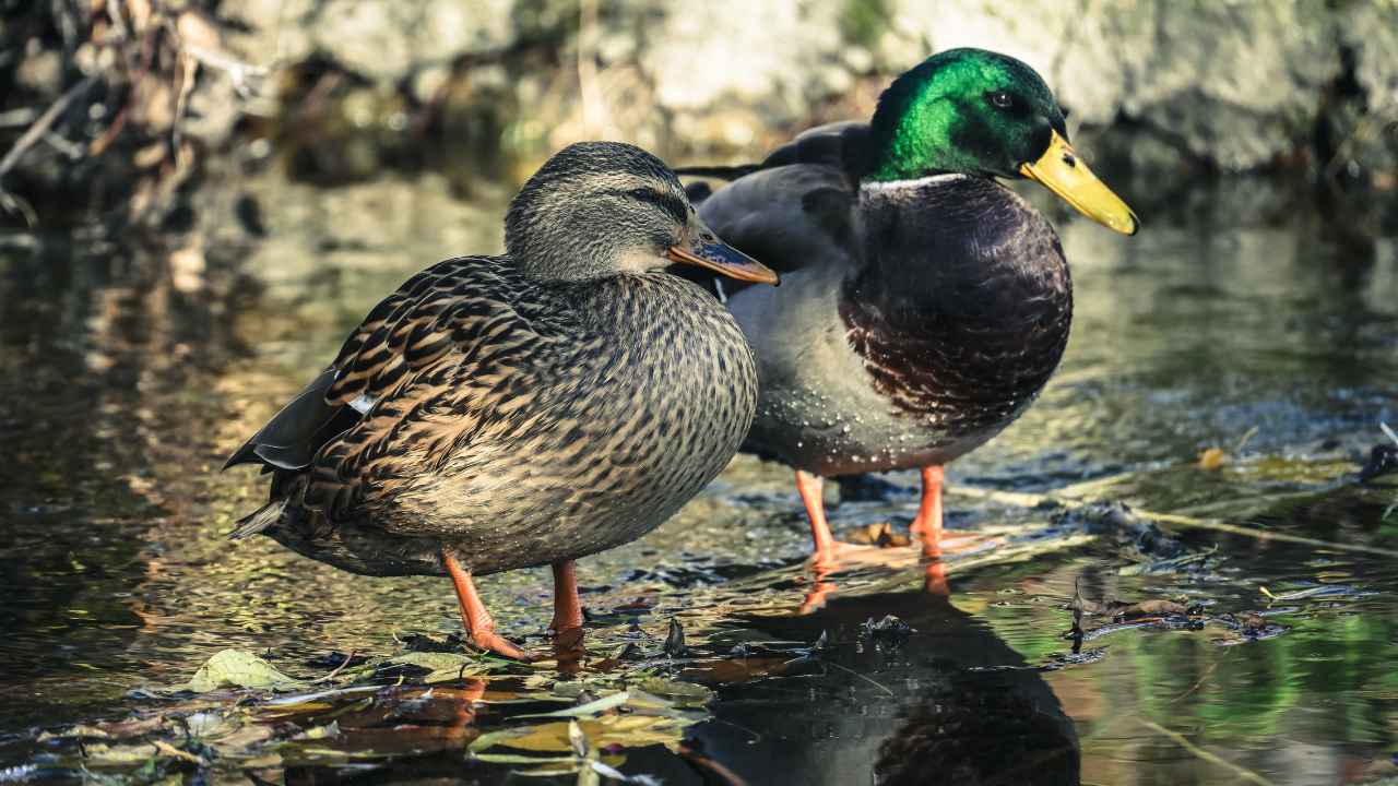 Darwin’s Sex Problem: No Theory for the Sexes and Sexual Reproduction