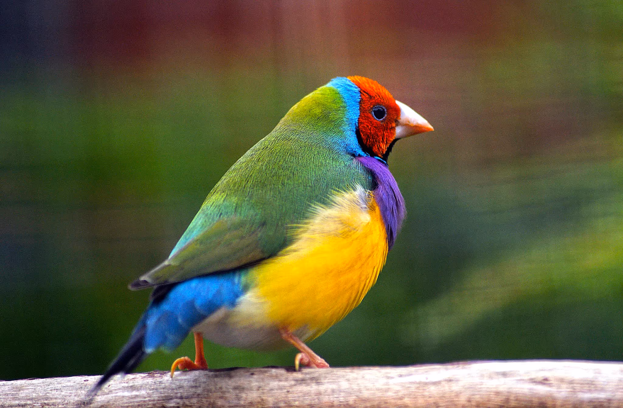 Europe, climate change and the world