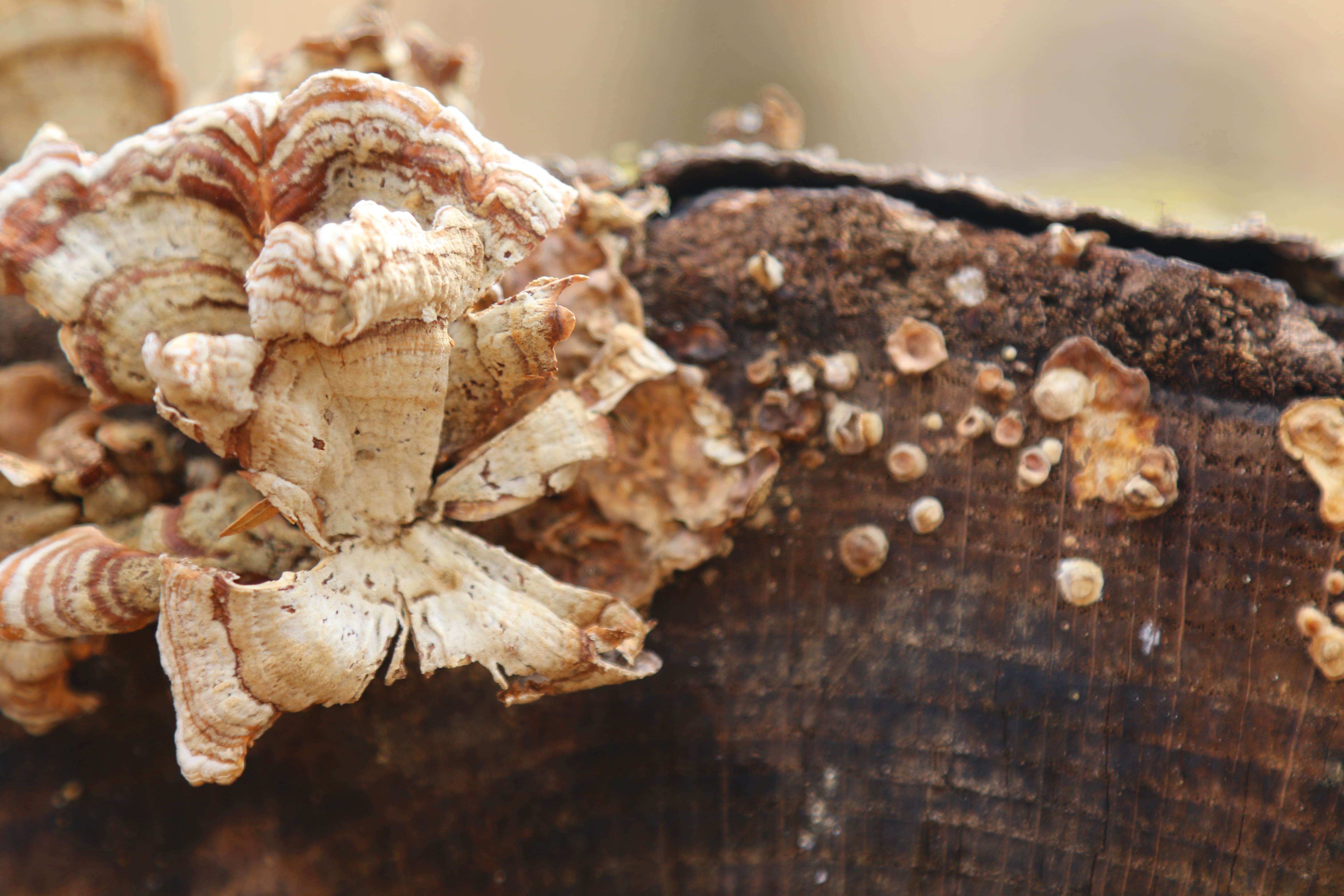 Off-white and orange fungi on a tree stump
