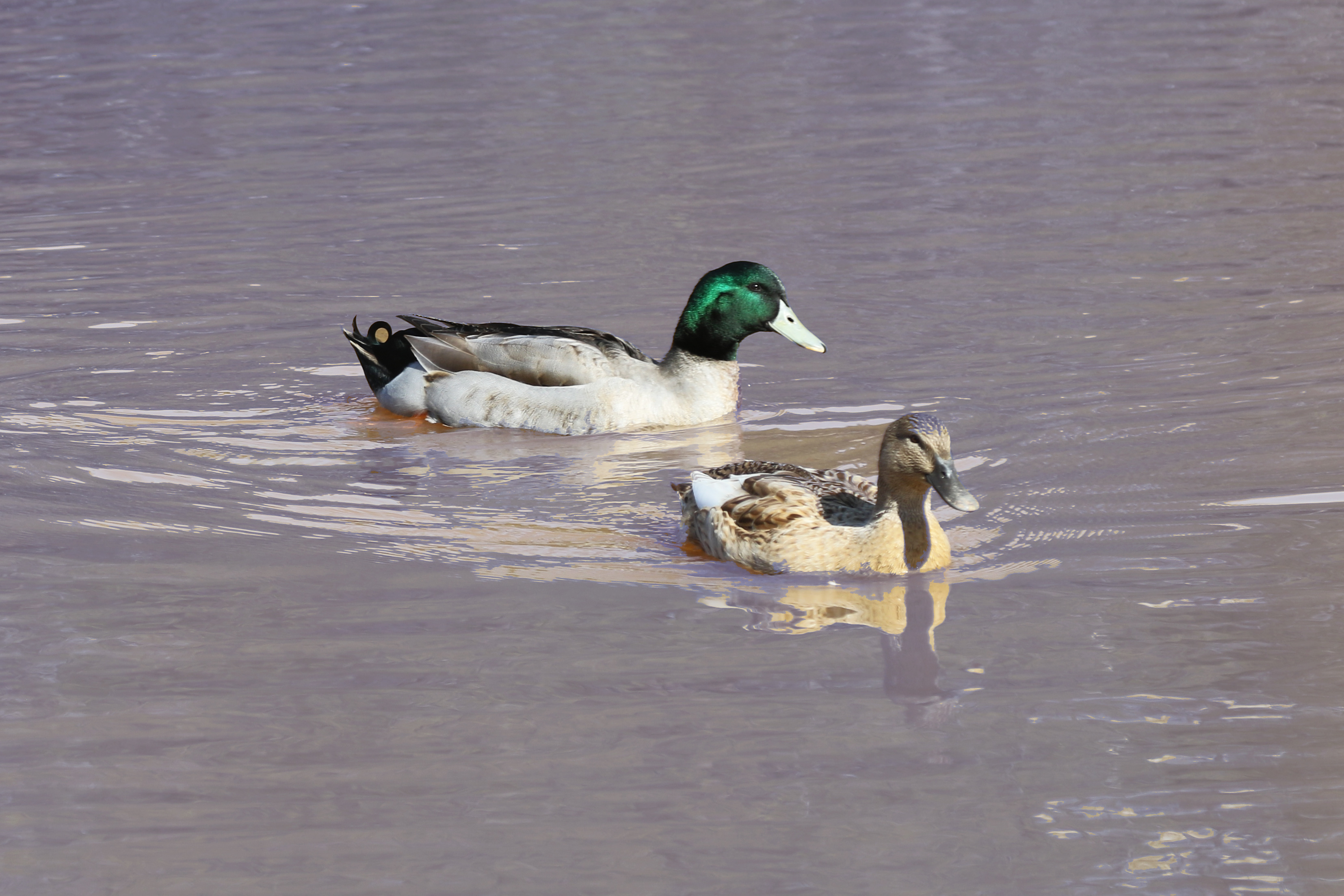 A male and female duck swimming on a pond