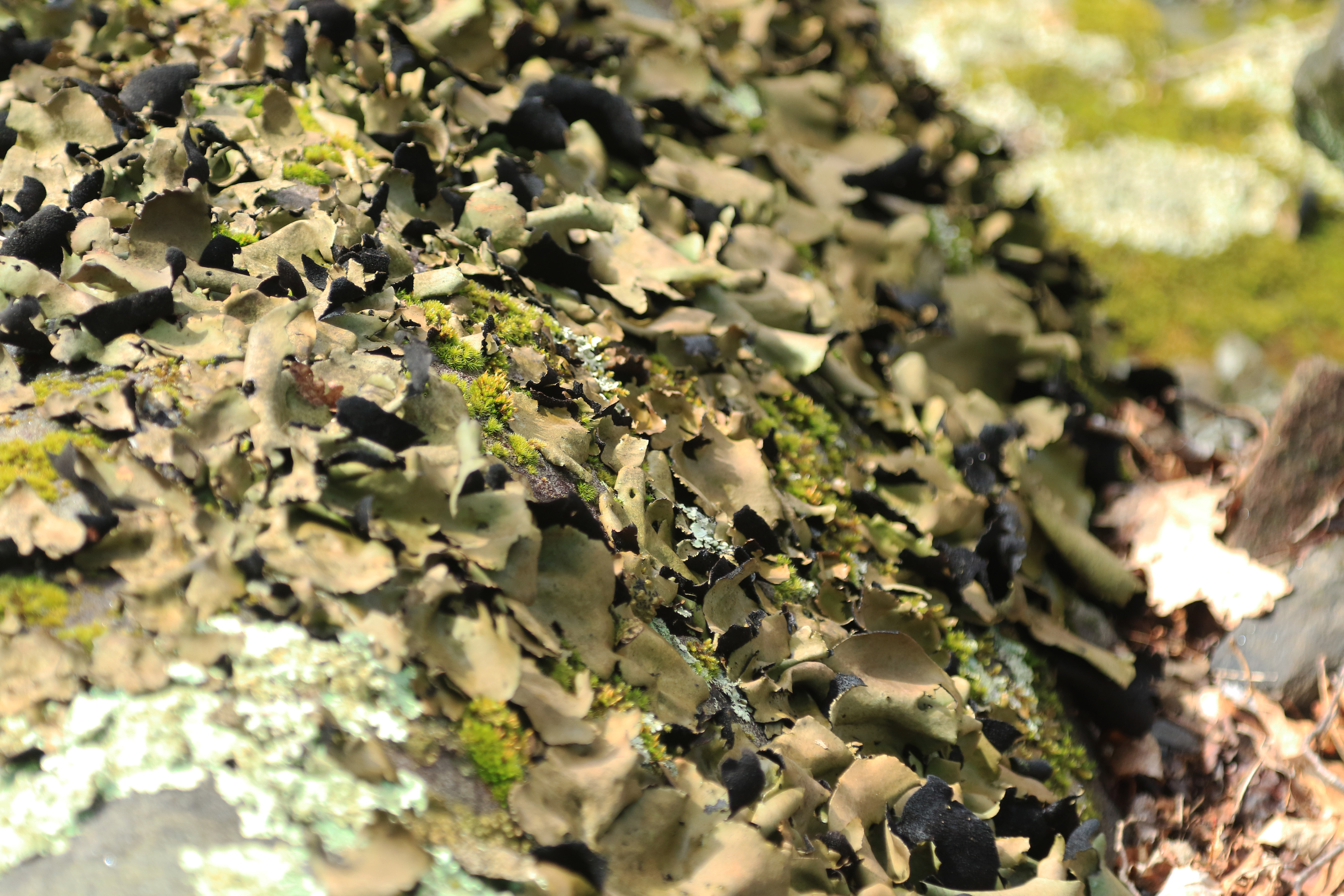 Close-up of grey-green lichen