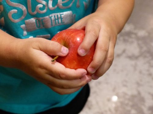 The hands of a young child holding a red apple