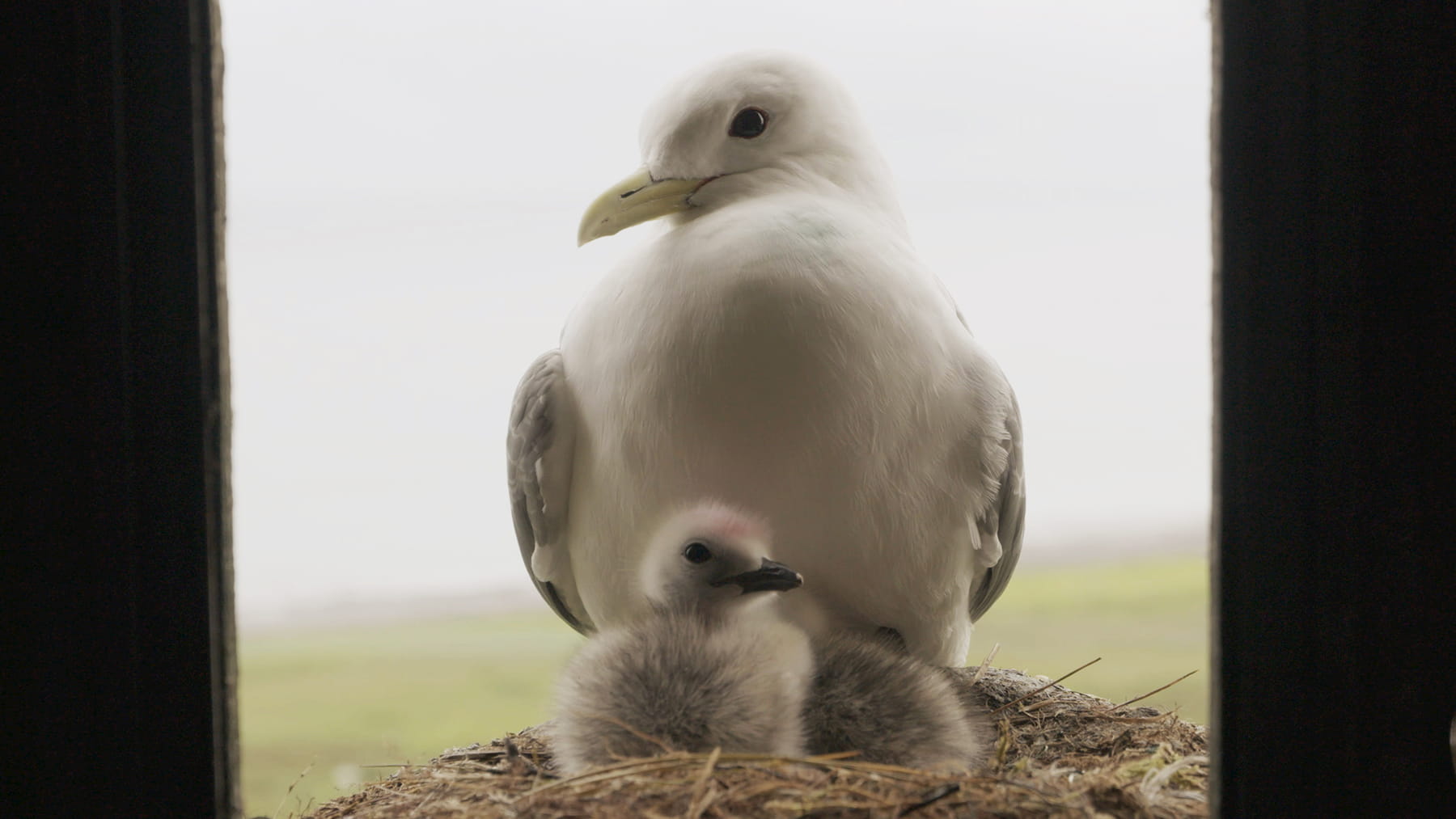 A daddy seagul and a baby seagul
