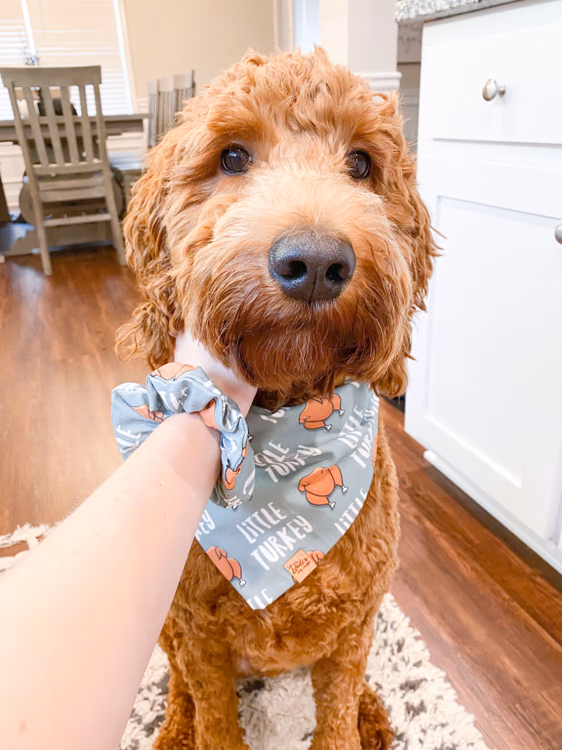 goldendoodle wearing a turkey themed dog bandana while being pet by a hand wearing a matching scrunchie