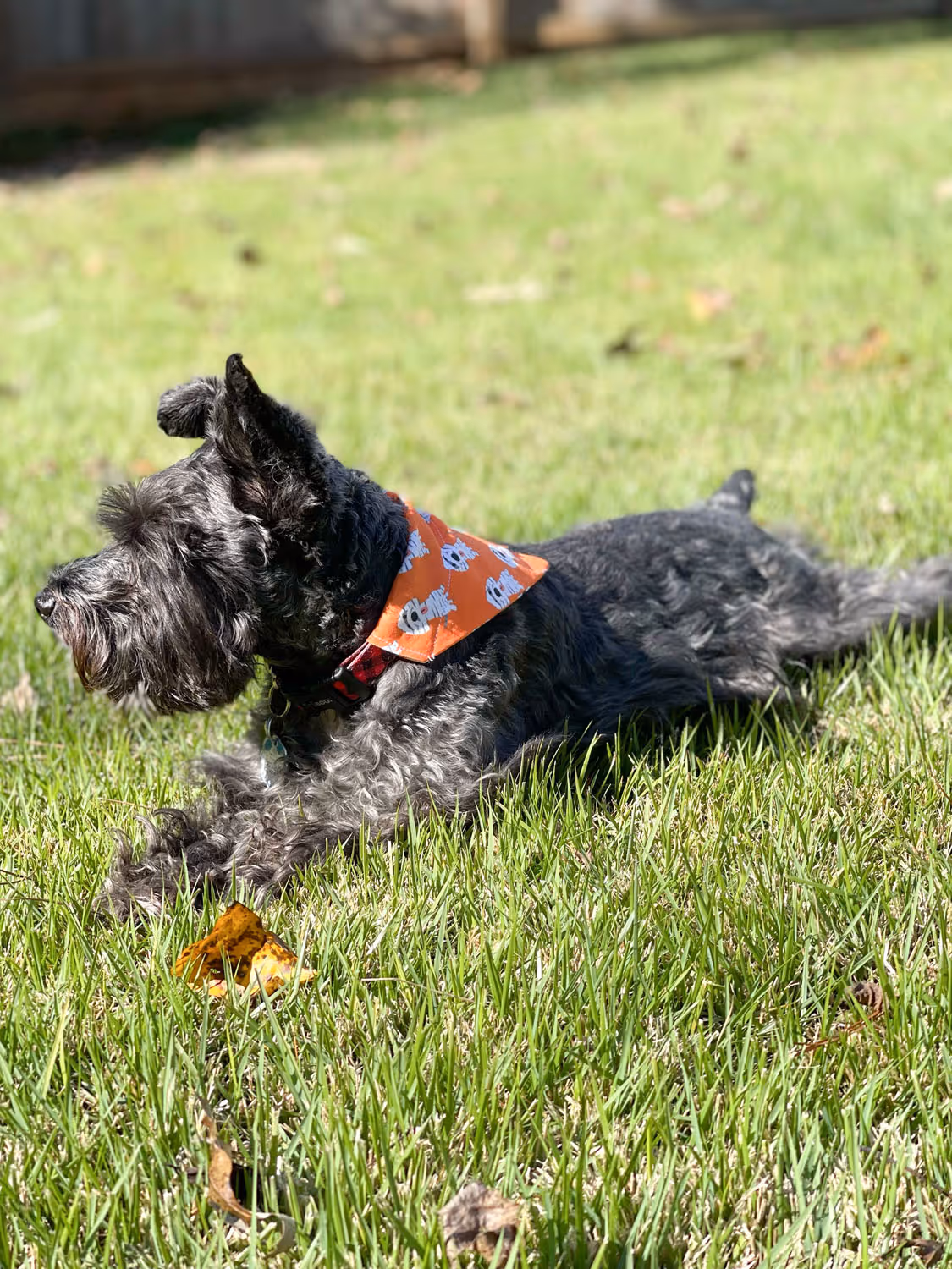 black dog in grass wearing orange mummy dog bandana