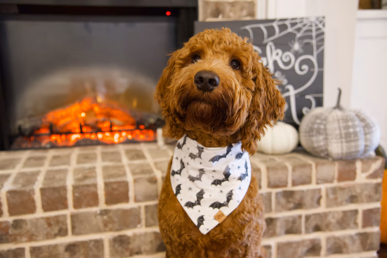 dog in bats dog bandana