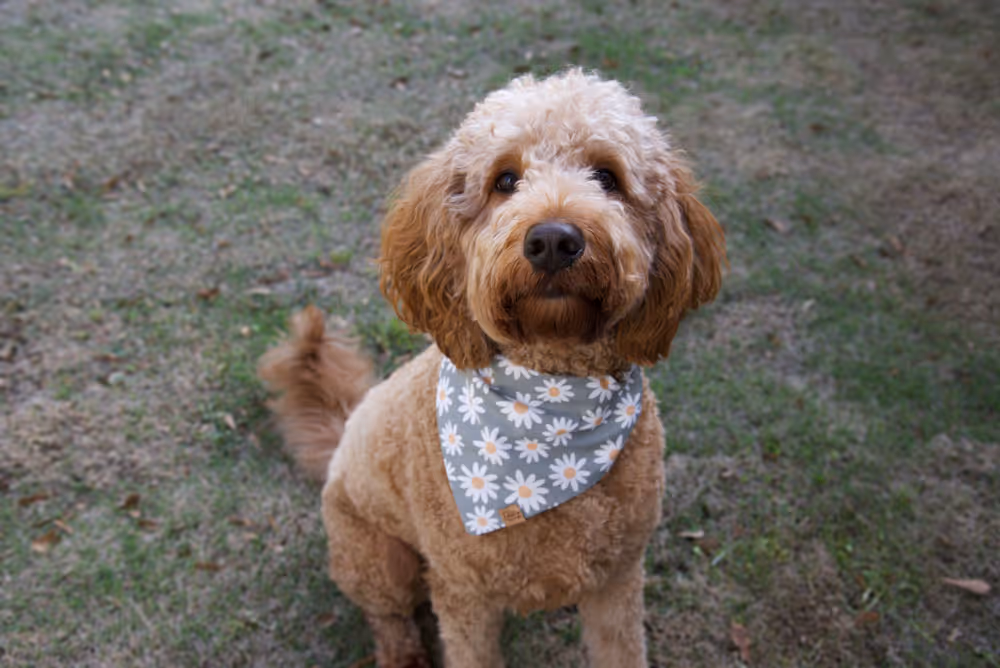 goldendoodle wearing daisy dog bandana