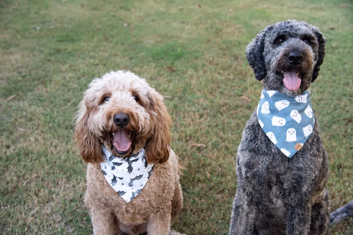 two dog in bats and ghosts dog bandanas