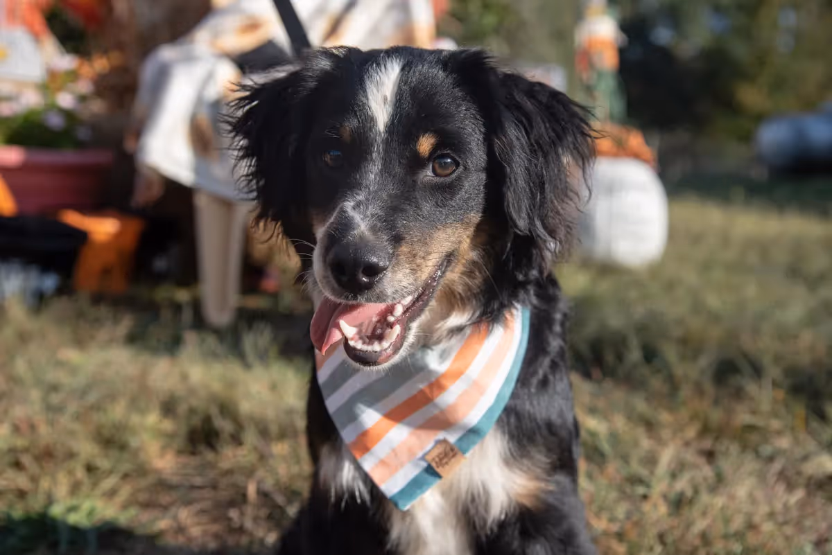 black dog wearing a fall stripes dog bandana