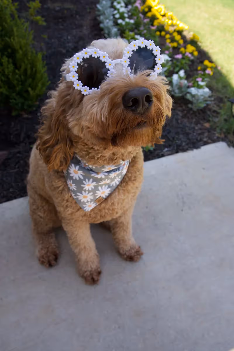 goldendoodle wearing daisy dog bandana and daisy themed subglasses looking up at camera