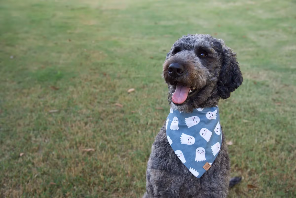 gray dog wearing a ghost themed dog bandana