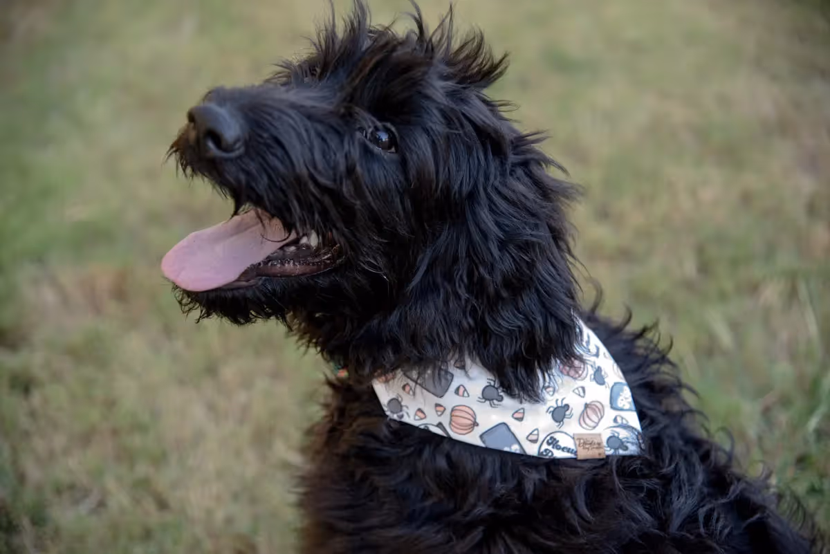 black puppy wearing a hocus pocus halloween themed dog bandana