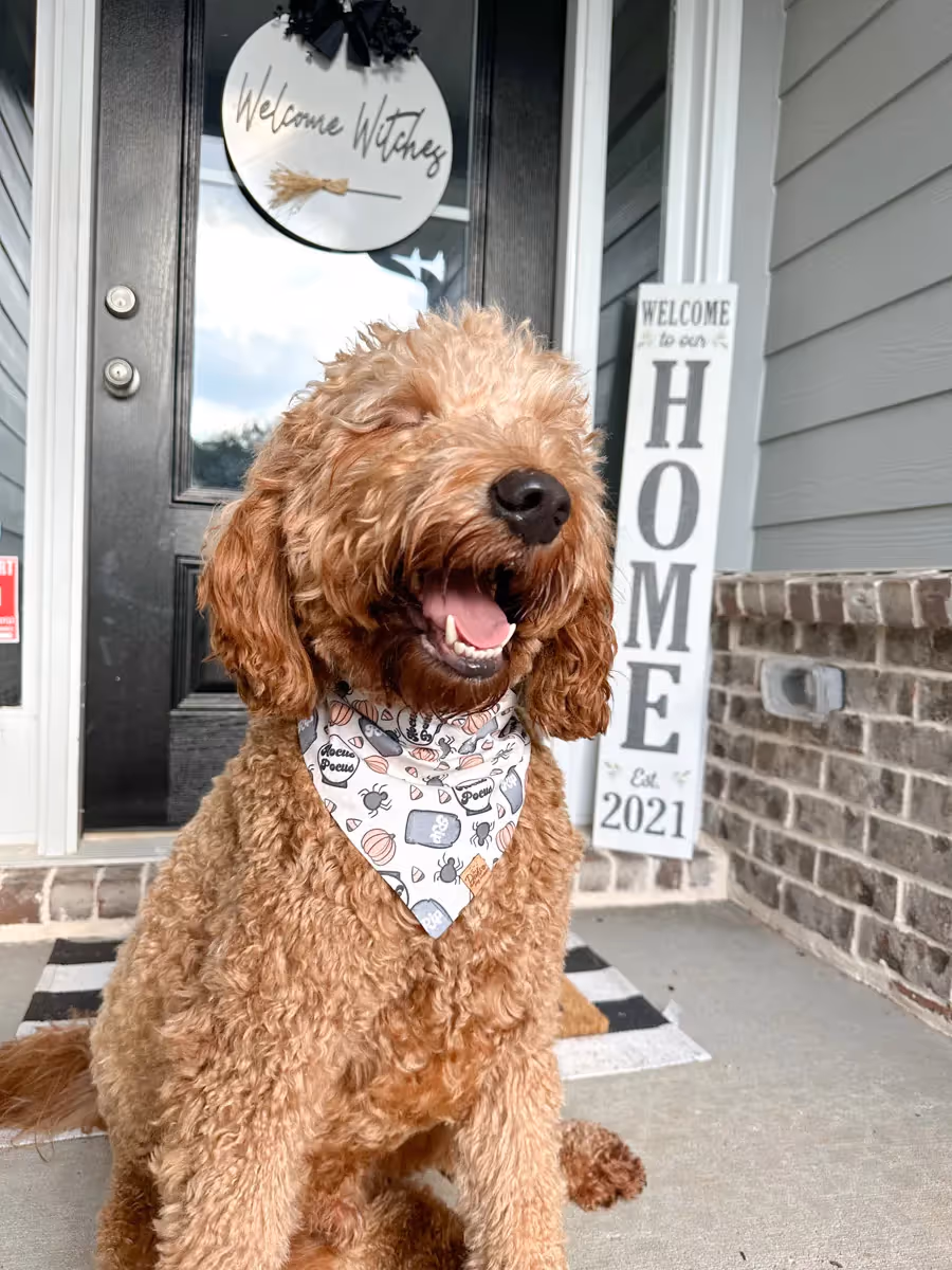 goldendoodle wearing a hocus pocus halloween themed dog bandana