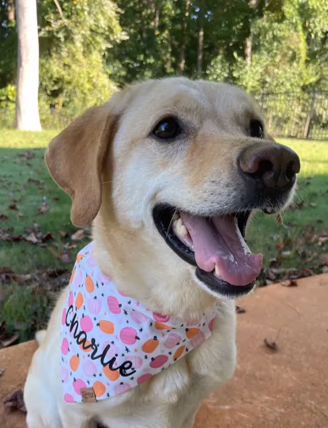 golden lab wearing custom pink pumpkin dog bandana with name Charlie in black on it