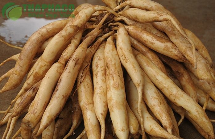 củ bách bộ tươi