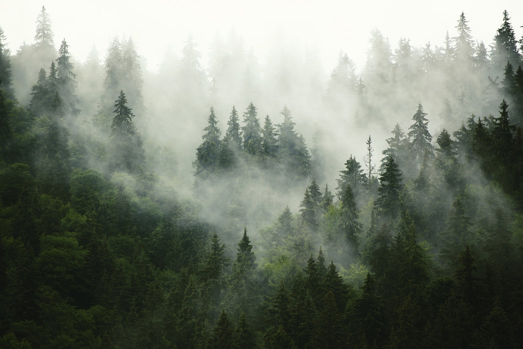 Mist moving through a remote forest