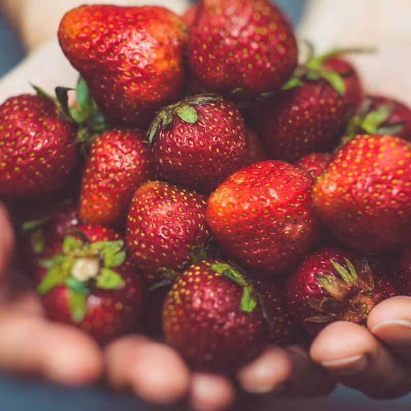 Scottish Organic Strawberries SOPA