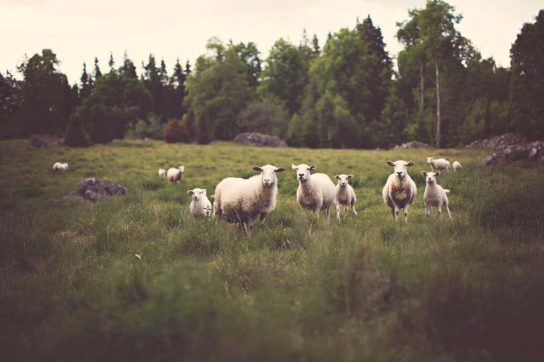 Organic Sheep - The Five Freedoms SOPA