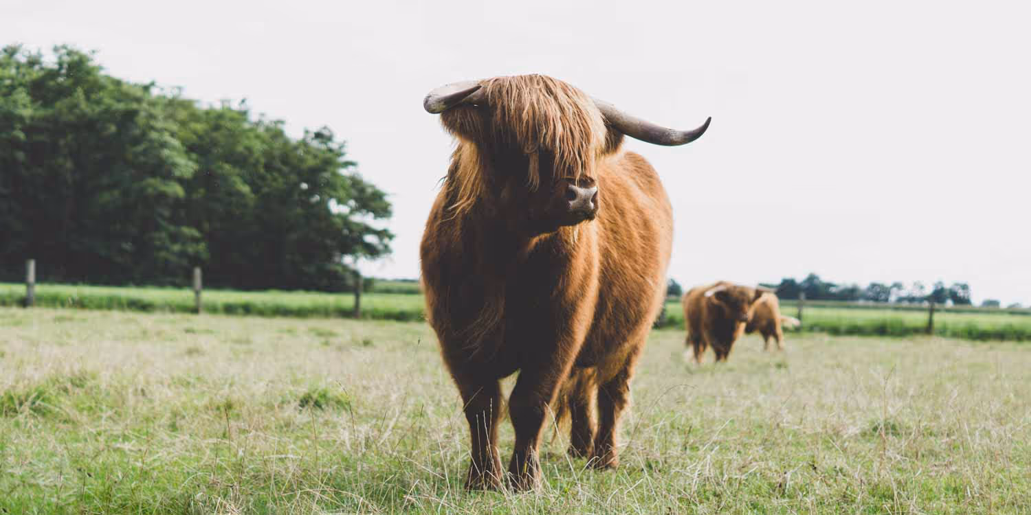 Highland Cows SOPA