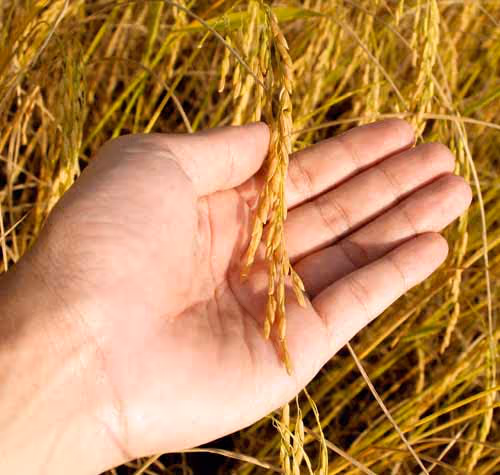organic-wheat-SOPA