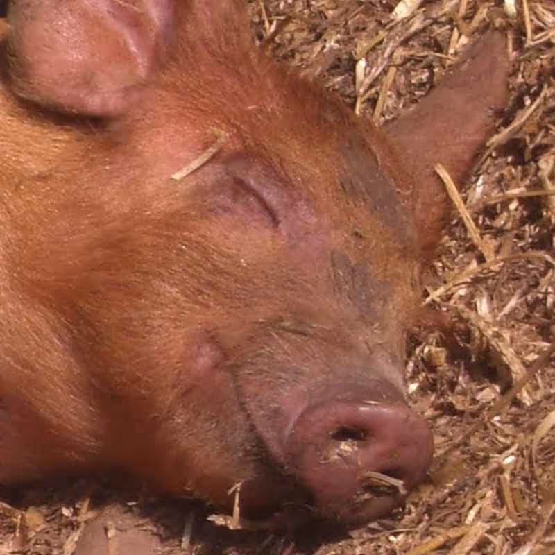 Animal Health & Welfare SOPA
