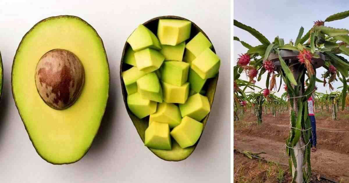 Agri-Business Ideas That Are Making Kenyans Rich