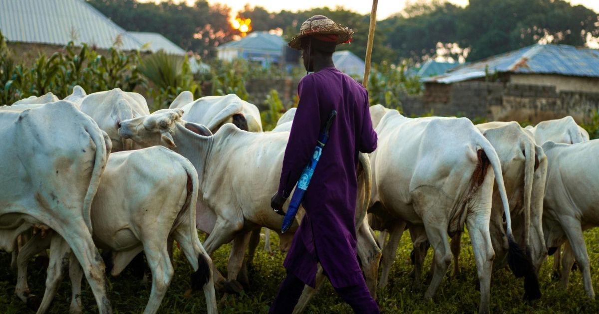 I Invested My Savings in Cows, I Lost Everything in 1 Year