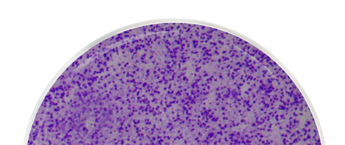 Probiotics in a petri dish.