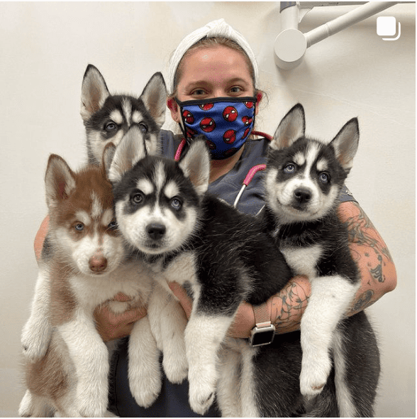 Doctors and Dogs