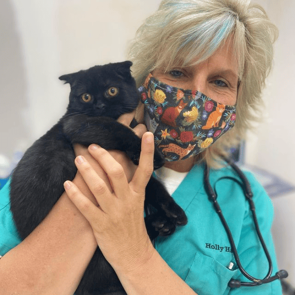 Doctor caring the Kitten