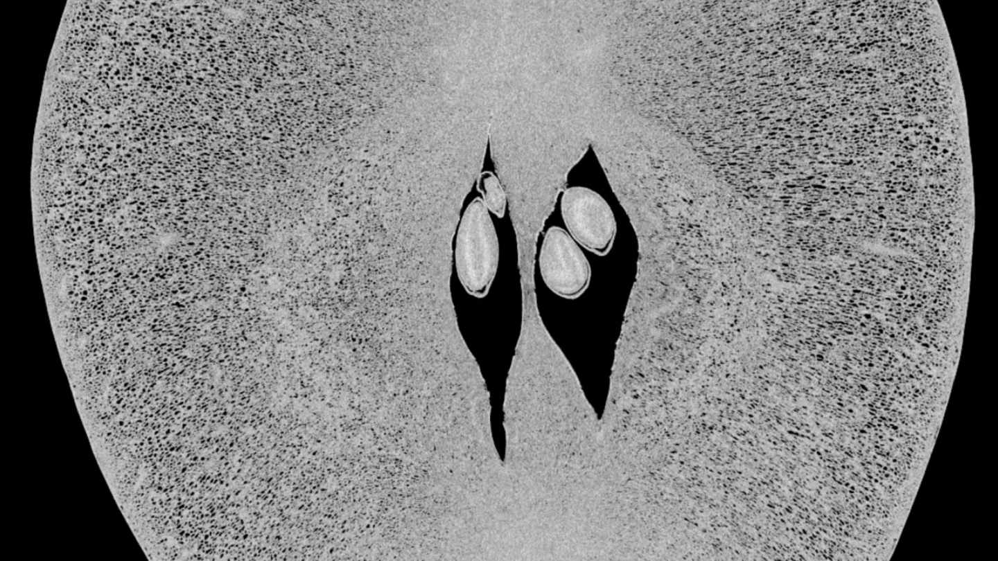 CT Scanning an Apple: A Fall-Themed Look Inside Industrial X-Ray Technology