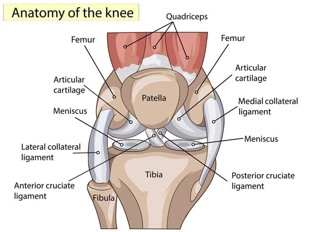 Atlanta Knee Anatomy