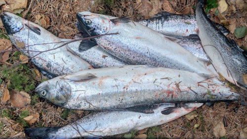 This short but powerful film covers the impact of the disastrous Storm Amy salmon escape on Loch Linnhe's fragile environment