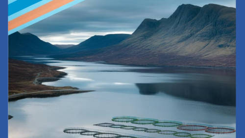 Our updated research on Scottish fish farms makes for a truly shocking read