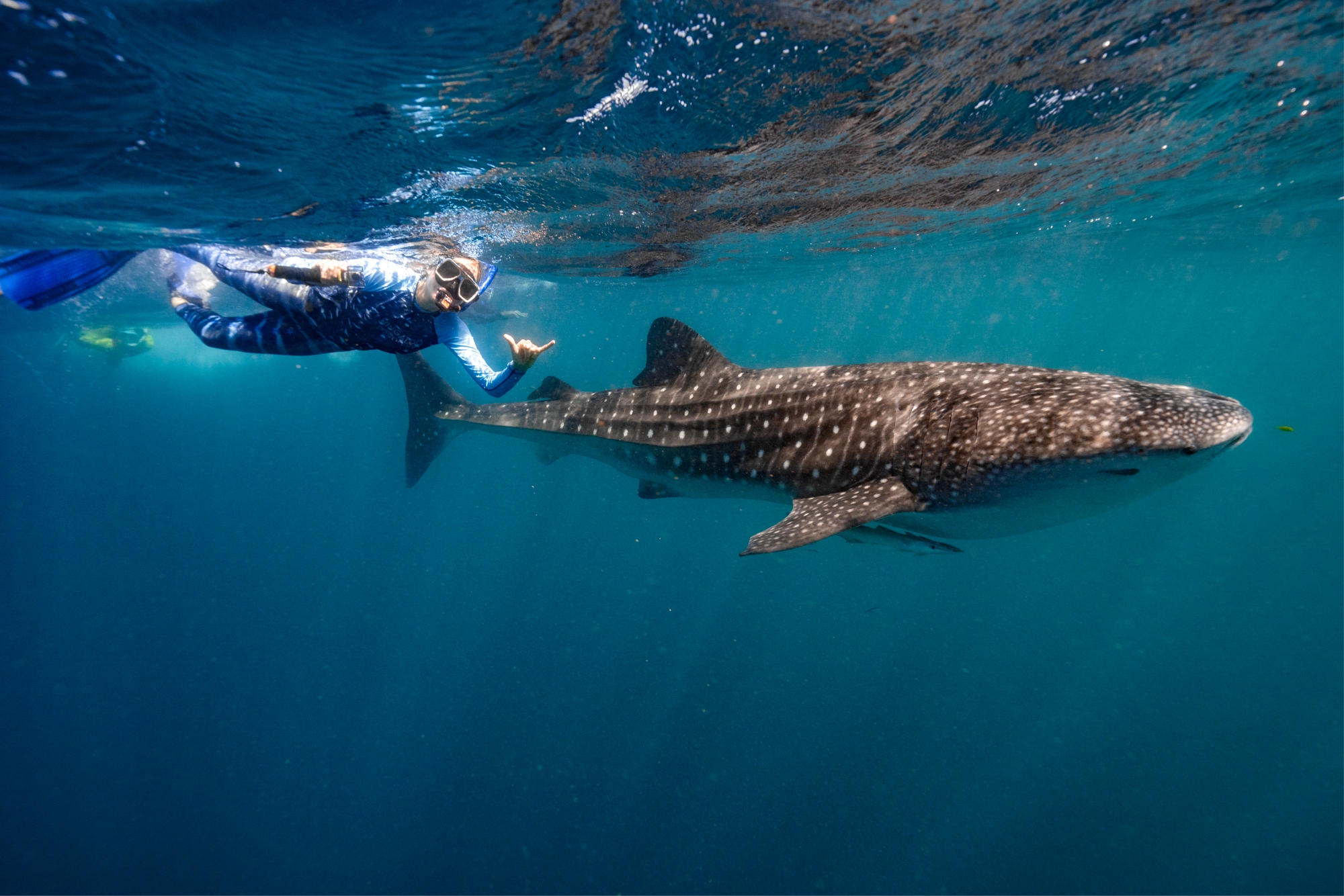 Young girl swimming alongside a whale shark underwater with snorkel gear