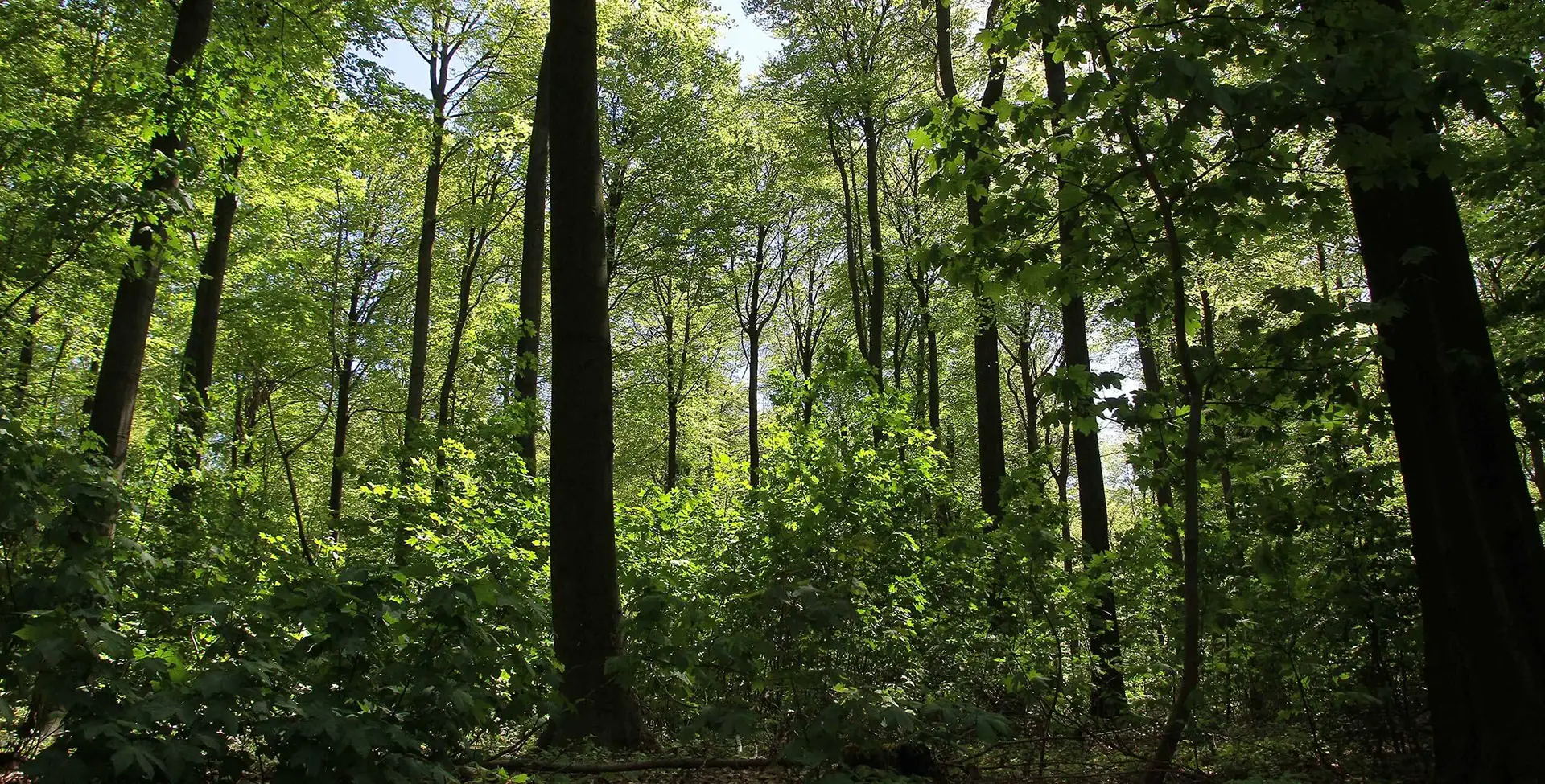 Ein dichter Wald, der typisch für mitteleuropäische Laubwälder ist. Der dichte Bewuchs am Boden besteht aus jungen Bäumen und Sträuchern, was auf einen gesunden, naturnahen Wald hindeutet.