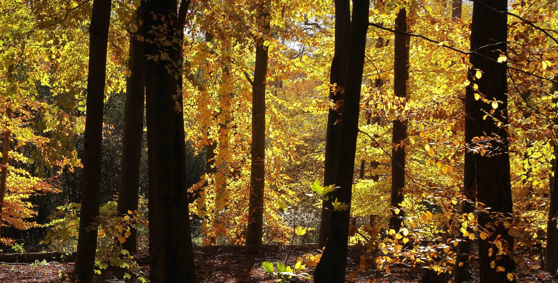 Ein dichter Buchenwald im Herbst, der durch die tiefstehende Sonne in ein goldenes Licht getaucht ist. An kaum einem Laubwald lässt sich die Jahreszeit besser ablesen - nicht nur in Remscheid.