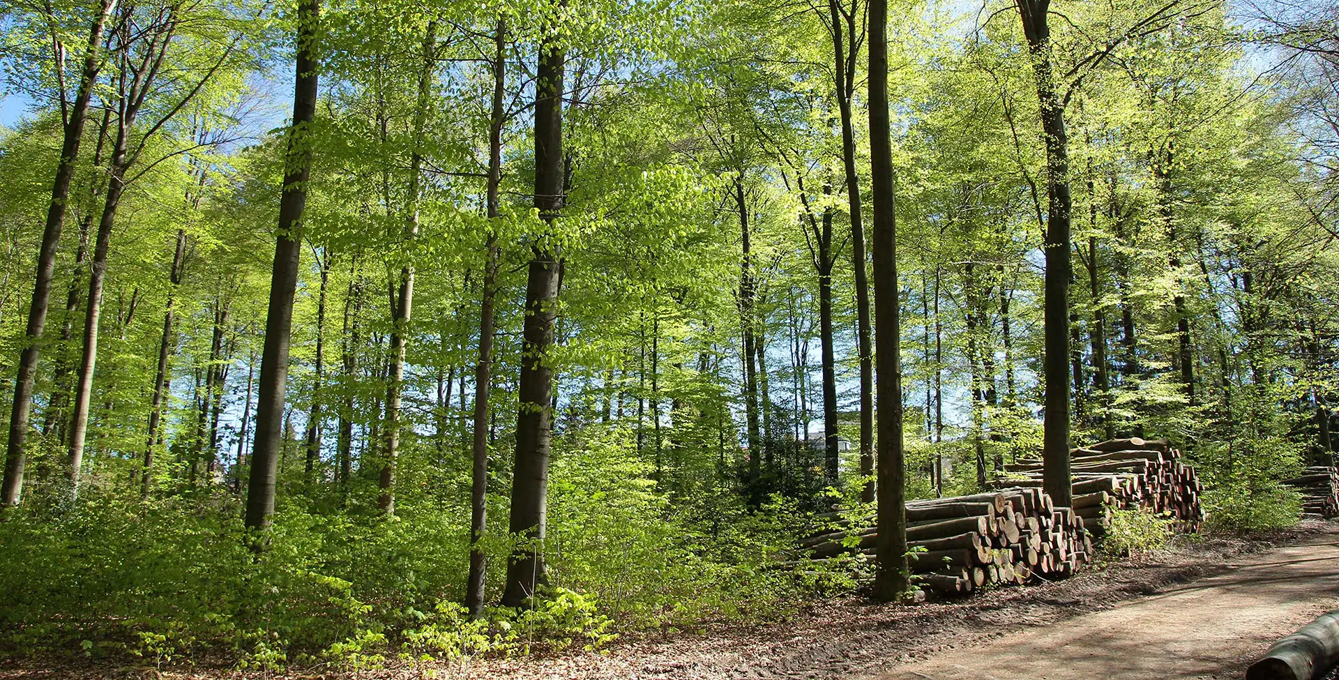 Ein sonnendurchfluteter, remscheider Buchenwald mit frischgrünen Blättern im Frühling, in dem am Wegesrand aufgeschichtete Holzstämme zu sehen sind. Die aufgeschichteten Holzstämme am rechten Bildrand werden forstwirtschaftlich als Holzpolter bezeichnet.