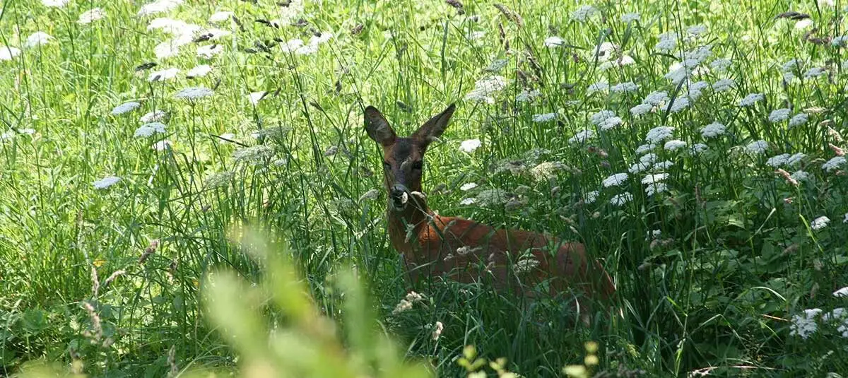 Das Tier auf dem Bild ist ein Reh (Capreolus capreolus). Es bevorzugt strukturreiche Landschaften, wie aufgelockerte Laub- und Mischwälder, Heckenlandschaften oder Feldfluren, wie wir sie zu Hauff in Remscheid antreffen.