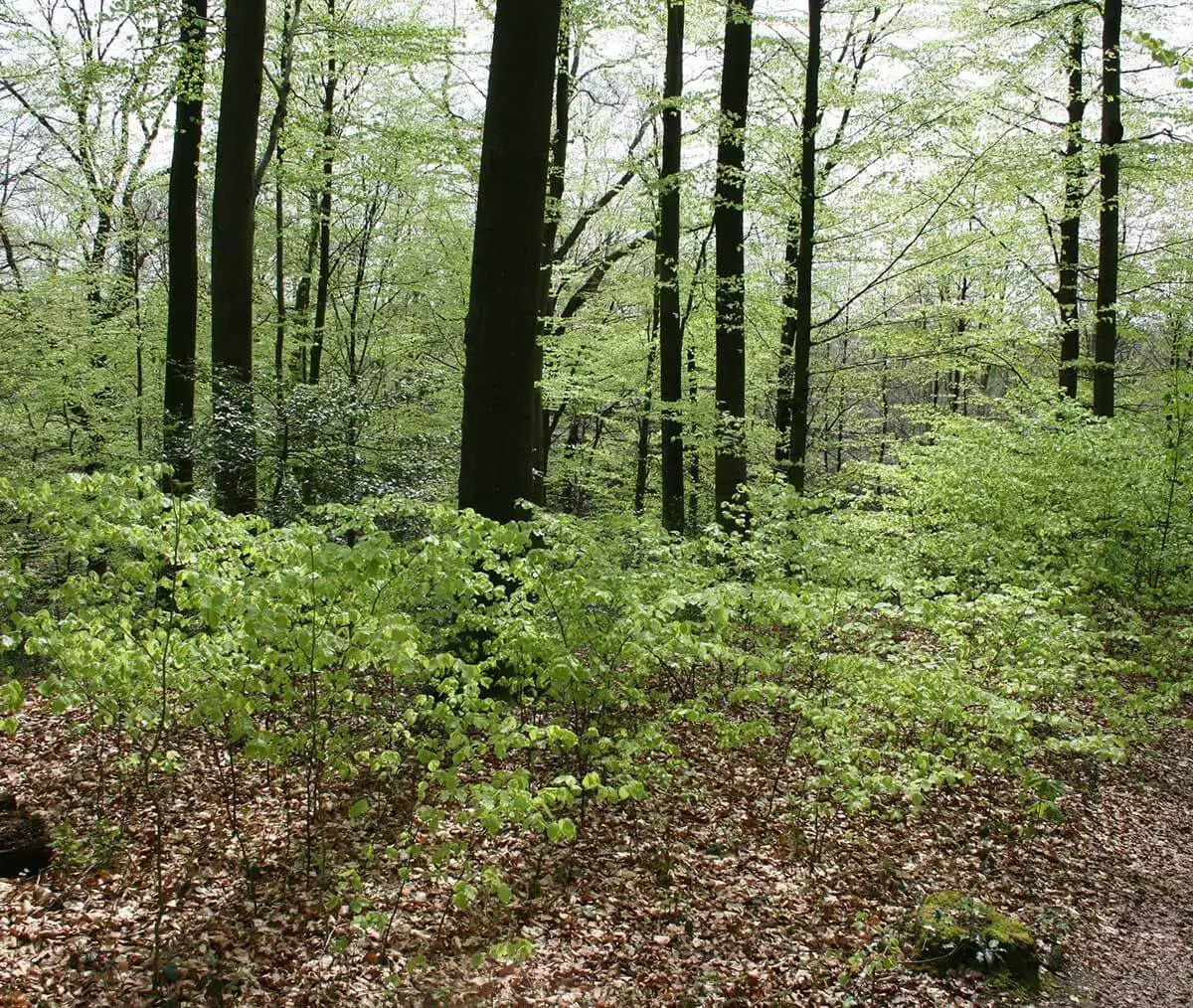 Die Szene wird von jungen Buchen dominiert, deren hellgrüne Blätter auf den Frühling hindeuten. Am Boden ist eine Schicht aus trockenem Laub zu erkennen, die charakteristisch für Buchenwälder im Frühjahr ist. Der dichte Unterwuchs ist ein Anzeichen für einen naturnahen Wald, der sich verjüngt.