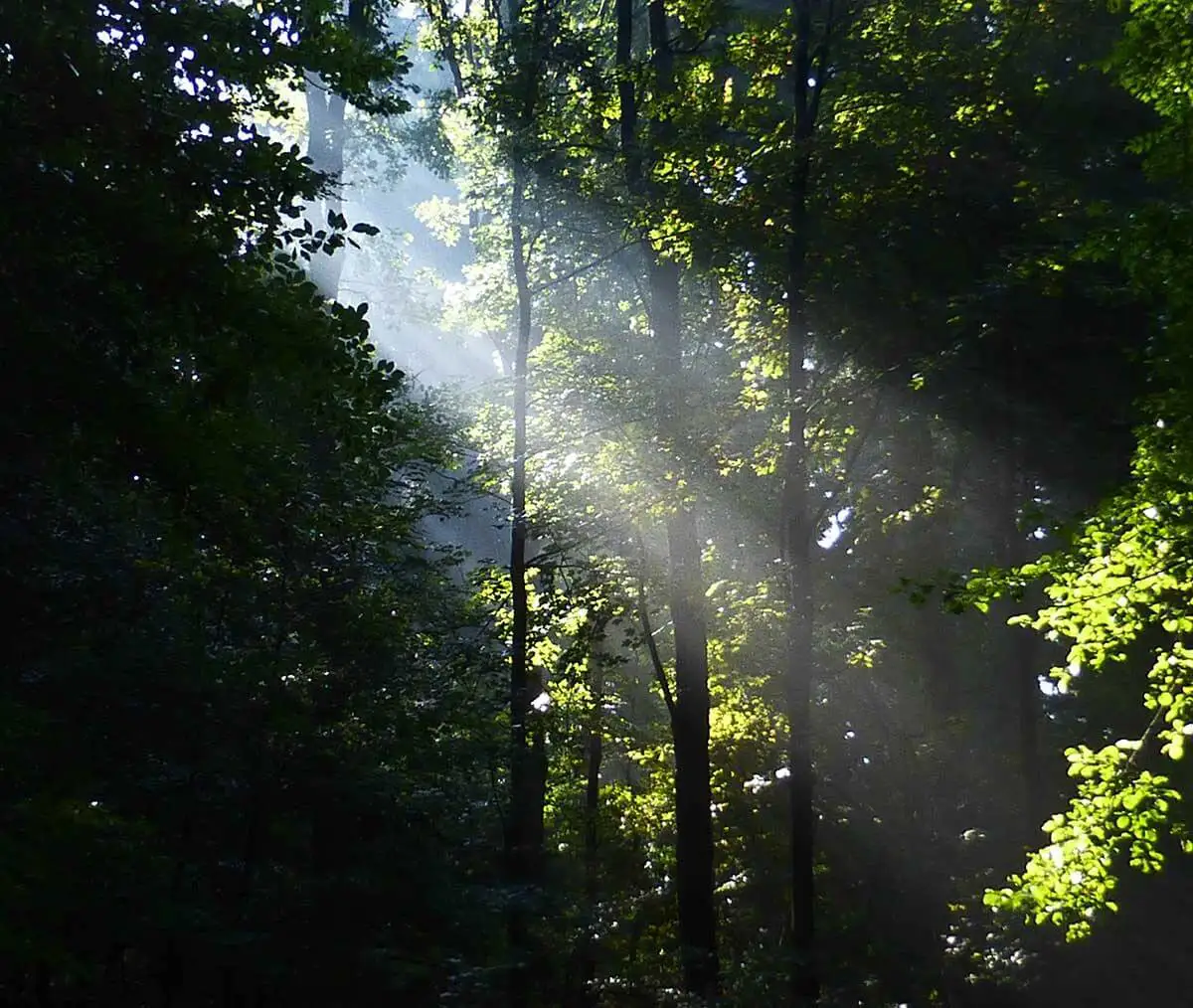 Dieses Bild zeigt eine stimmungsvolle Waldszene, die oft als atmosphärisches Hintergrundbild oder zur Darstellung von Naturmotiven verwendet wird. Die hellen Lichtstrahlen, die durch das dichte Blätterdach fallen, werden häufig als „Sonnenstrahlen“ oder „Lichtnebel“ bezeichnet.