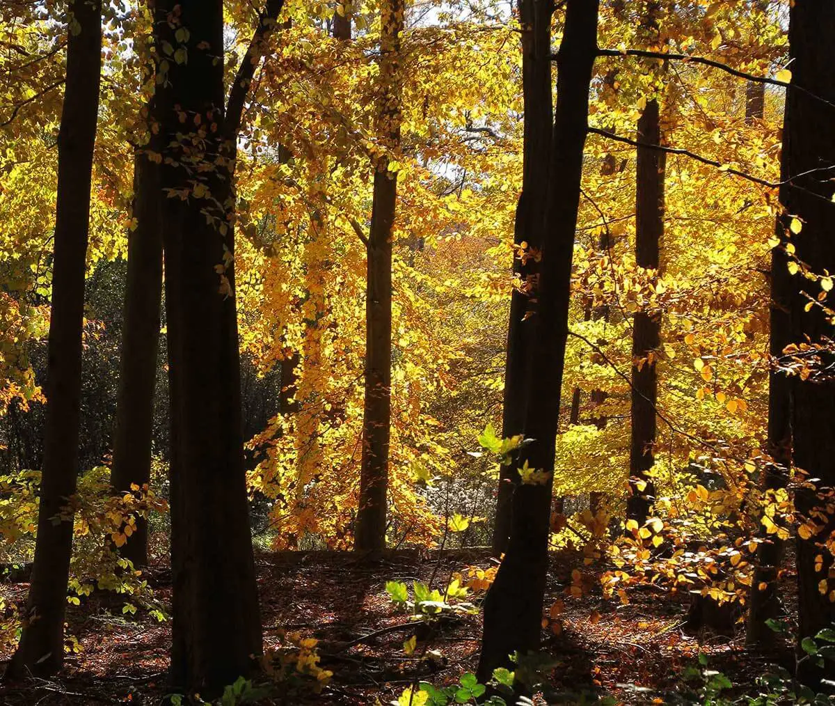 Das Sonnenlicht bringt die gelben und goldenen Blätter zum Leuchten, was einen starken Kontrast zu den dunklen, massiven Baumstämmen bildet. Das Bild zeigt typische herbstliche Laubfärbungen, wie sie beispielsweise in Remscheid vorkommen.