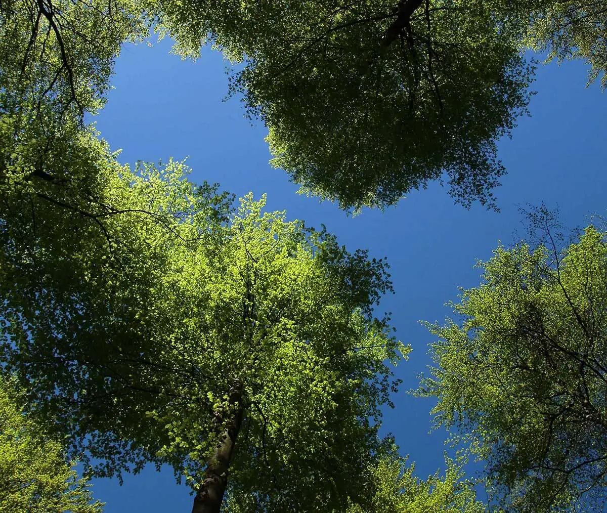 Das Bild zeigt eine Perspektive von unten nach oben in einen Wald mit dichtem grünen Blätterdach und einem blauen Himmel. Die Baumkronen sind typisch für einen remscheider Buchenwald im Frühling oder Sommer.