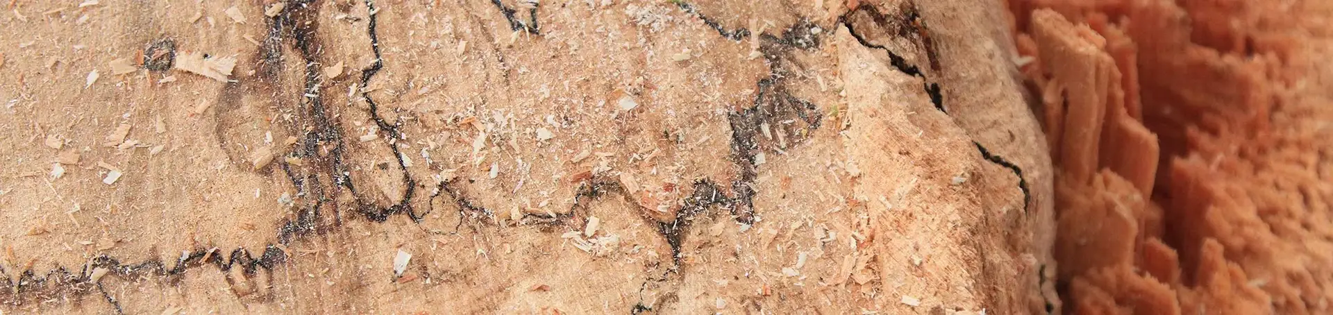Dieses Bild zeigt frische Schnittflächen von Holz, die deutliche Merkmale eines Pilzbefalls aufweisen. Obwohl ästhetisch ansprechend, kann der Pilzbefall die strukturelle Integrität des Holzes schwächen, indem er die Zellwände abbaut.