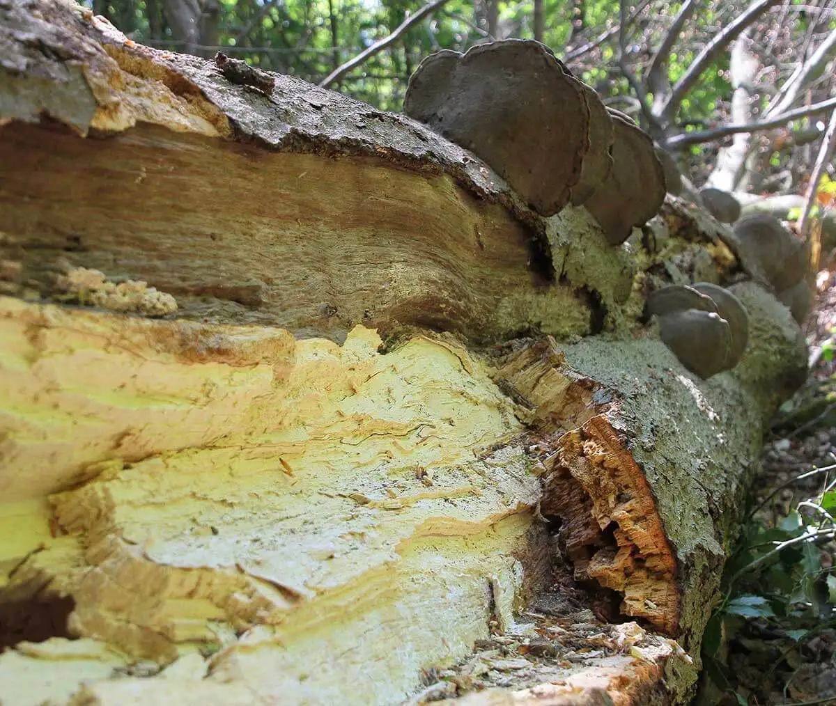 Das Bild zeigt einen umgestürzten Baumstamm, der von holzzersetzenden Pilzen befallen ist. Solche Pilze sind Teil des natürlichen Zersetzungsprozesses und schaffen Lebensräume für Insekten.