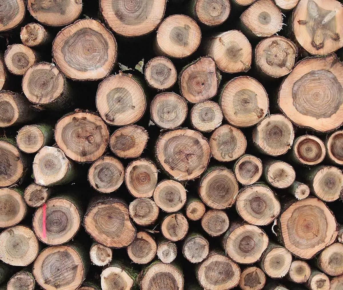 Dies ist ein Stapel aus frisch geschnittenen Baumstämmen, die hauptsächlich als Brennholz verwendet werden. Der Stapel besteht aus einer Mischung verschiedener Baumarten, darunter Nadelhölzer wie Fichte oder Kiefer sowie Laubhölzer.
