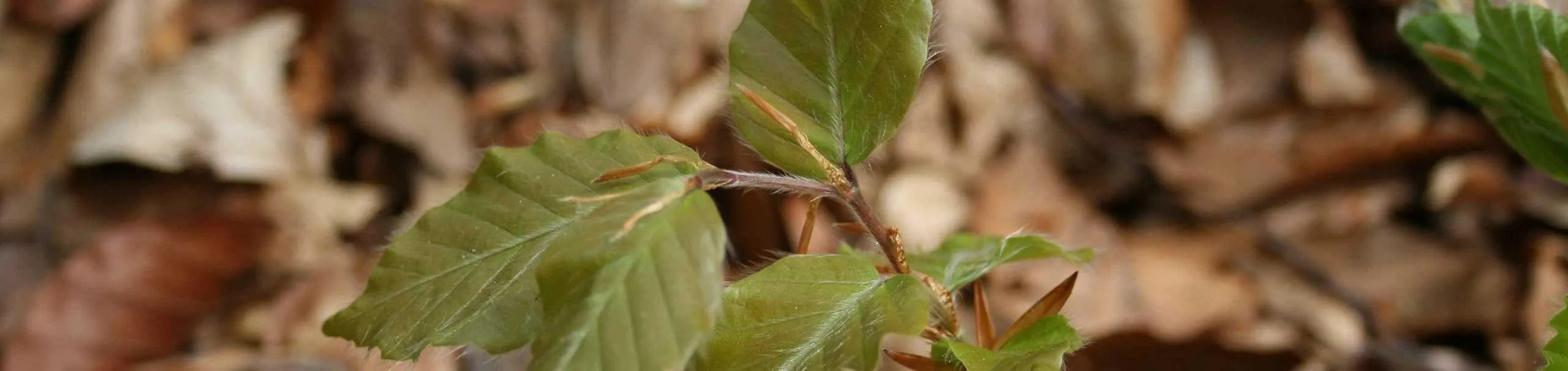 Das Bild zeigt eine Rotbuche (Fagus sylvatica), die häufigste heimische Baumart in Mitteleuropa. Rotbuchen können eine Höhe von 10 bis 15 Metern erreichen, wobei Sorten wie die Säulenbuche besonders vertikal wachsen.